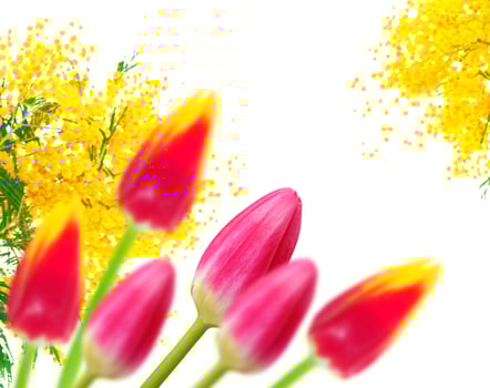spring colorful flowers tulips. floral collection. photo