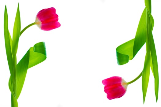 spring colorful flowers tulips. floral collection. photo