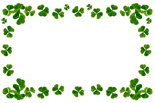 green clover leaves isolated on white background. St.Patrick 's Day photo