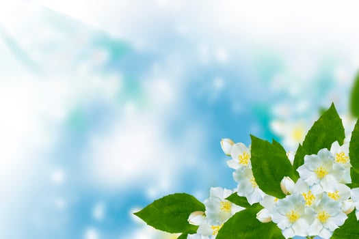 White jasmine The branch delicate spring flowers photo
