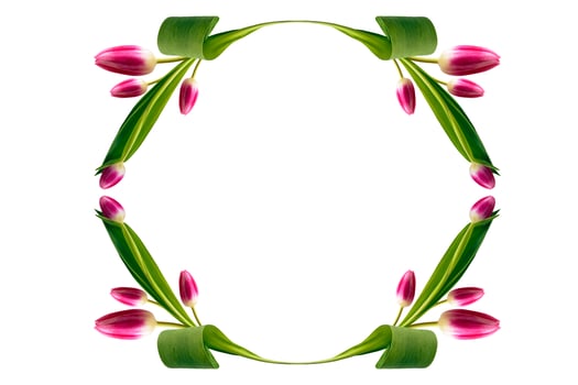 spring colorful flowers tulips. floral collection. photo
