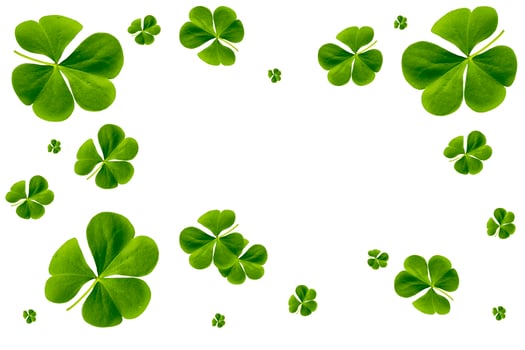 green clover leaves isolated on white background. St.Patrick 's Day photo