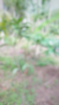 Defocused, blur abstract background.for mobile app. photo