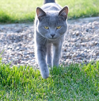 Gray fluffy cat is walking on the green grass. Close-up muzzle of cat with yellow-green eyes, a long white mustache, gray nose and shiny coat. Concept for veterinary clinic. Selective focus. photo