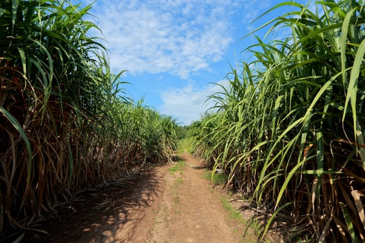 sugarcane field with blue sky photo