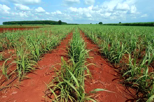 sugarcane field with blue sky photo