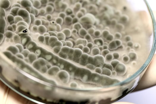Biochemistry research test fungus growing petri dish. photo