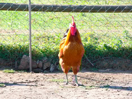 Semi-free-range, organic and healthy hens photo