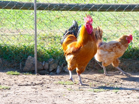 Semi-free-range, organic and healthy hens photo