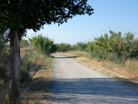 Lonely dirt road with dry vegetation on its sides photo