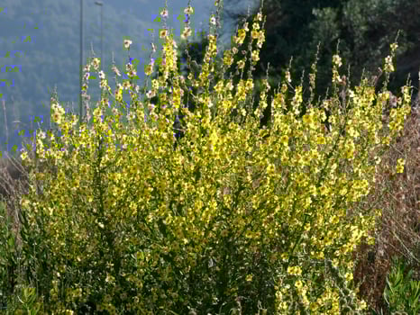 yellow wildflowers in the Mediterranean area of Catalonia, Spain photo