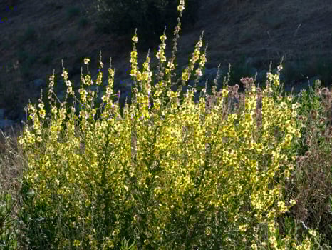 yellow wildflowers in the Mediterranean area of Catalonia, Spain photo