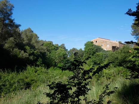 lush vegetation in the mountains of Collcerola pulmon of the city of Barcelona and surroundings, Spain photo