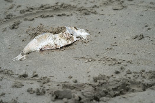 close up the carcass fish on the sand beside the beach photo