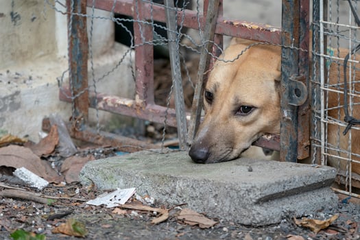 sad brown Thai dog showing the unhappy from its eye. It's in the old cage. photo