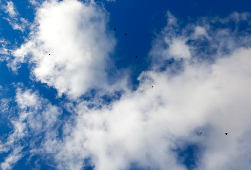 birds flying in the sky photo
