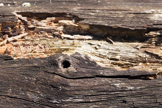 rotten wooden surface, close-up photo