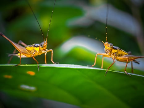 Grasshoper on the green leaf photo