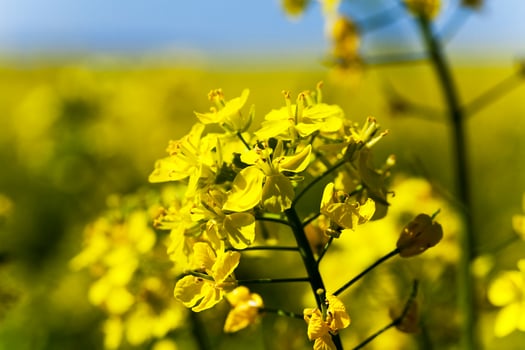 Flower of rape photo