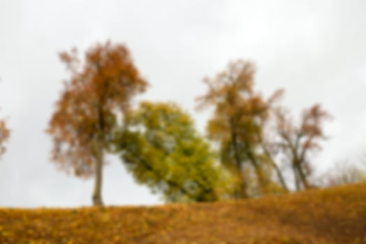autumn in the park photo