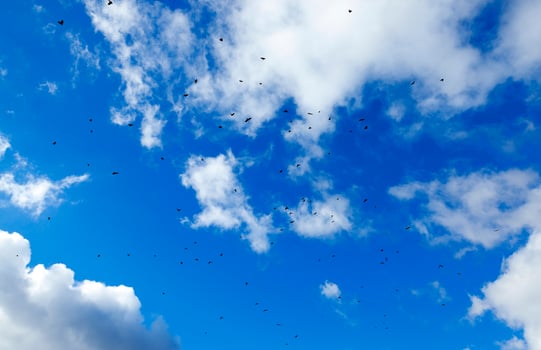 birds flying in the sky photo