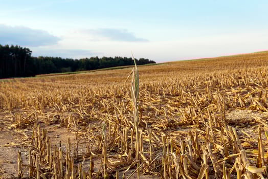 mature corn crop photo