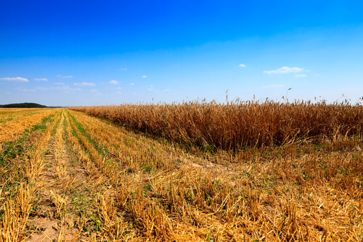 mature cereals , harvest photo