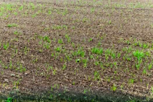 young grass plants, close-up photo