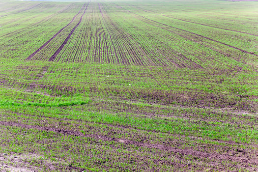 wheat germ ,  field photo