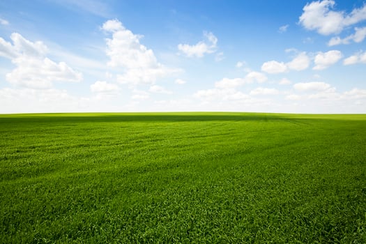 field with cereals photo
