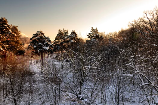 trees in winter photo