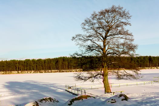 tree by the lake in winter photo