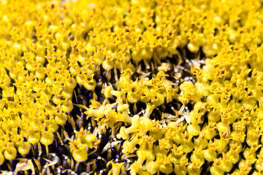 Sunflower   black seeds. photo