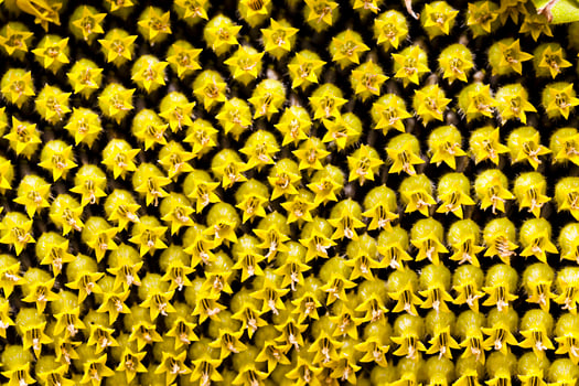 yellow flower sunflower photo