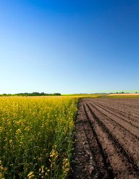an agriculture field photo