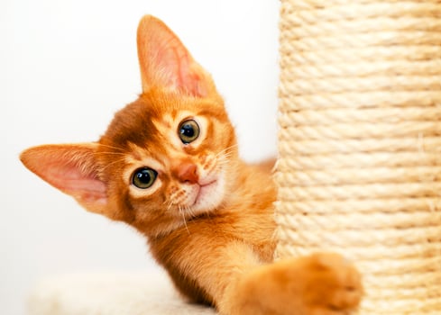 Abyssinian kitten close up photo