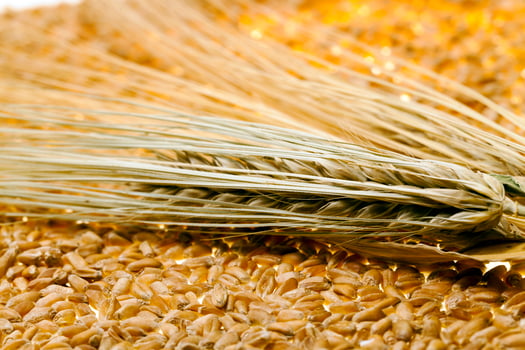 wheat grains closeup photo