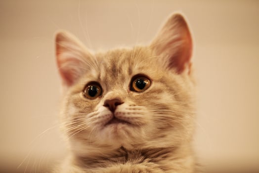 British kittens  close up photo
