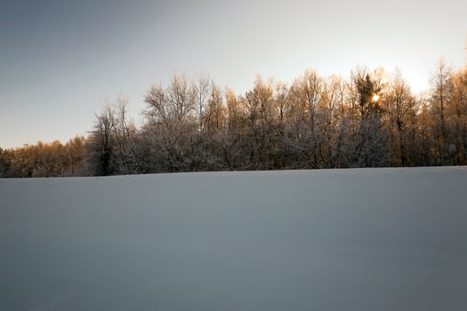 trees in winter photo