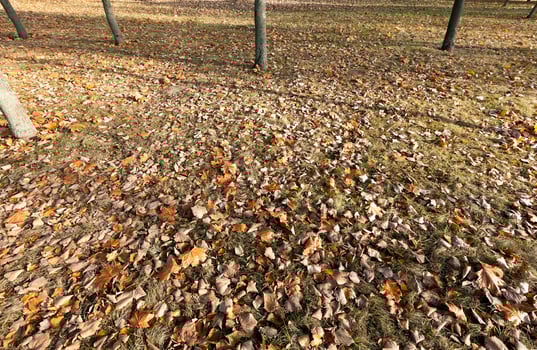 autumn in the park photo