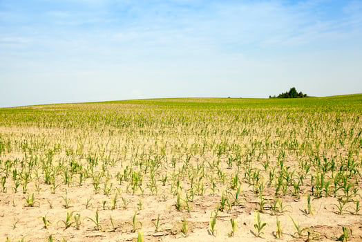 Corn field, summer time photo