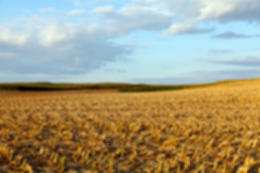harvesting corn, defocus photo