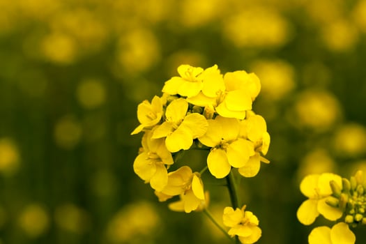 close-up of rape. Spring photo