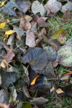 Autumn Park, overcast photo