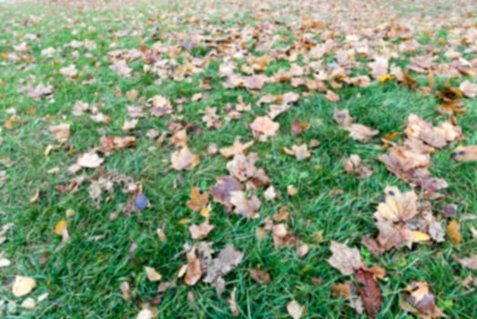 old autumn foliage photo