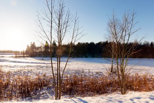winter forest, sunny weather photo