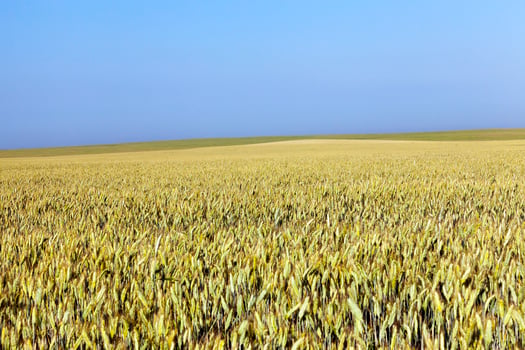 immature yellowing wheat photo