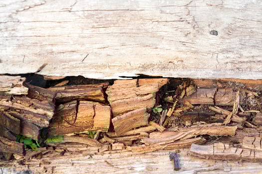 the destruction of wood from moisture photo
