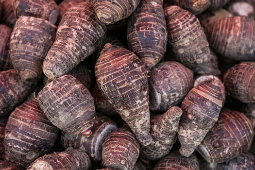 pile of taro for retail sale in local market. background of fresh taro. photo