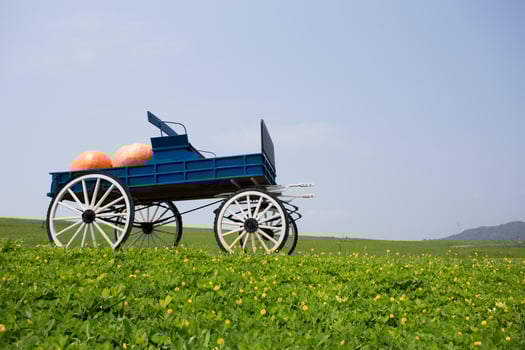 wagon full of pumpkins in farm photo
